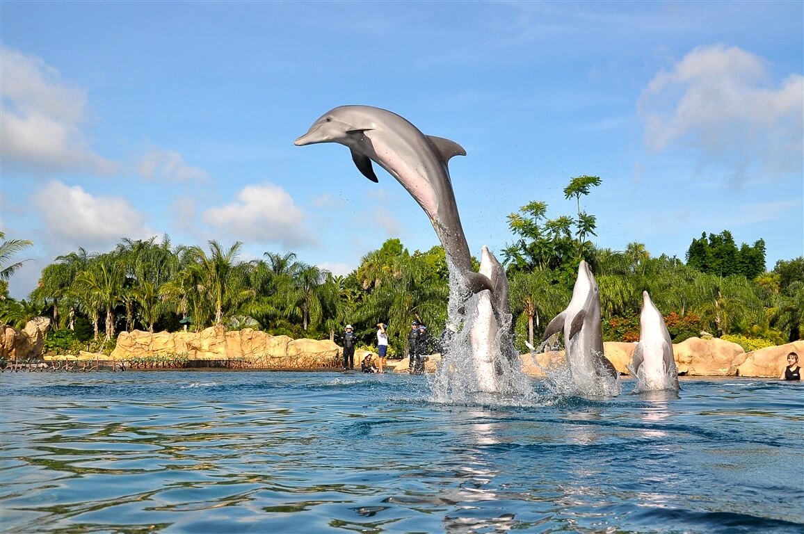 Discovery Cove: Swimming with Dolphins, Rays & Sharks