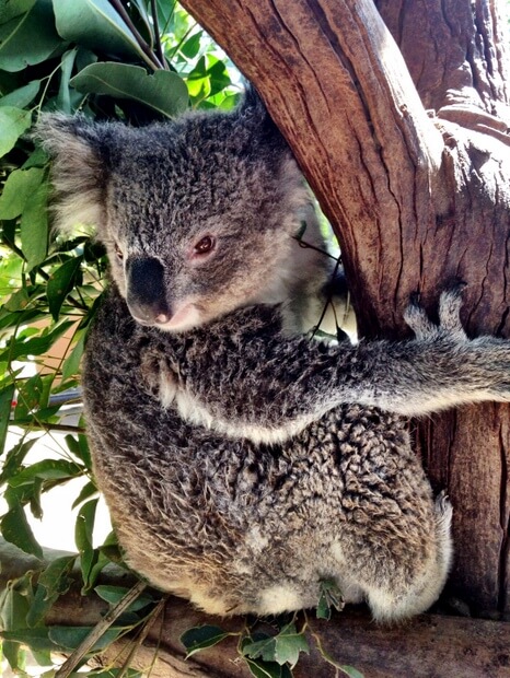 My Taronga Zoo Wheelchair Access Experience!