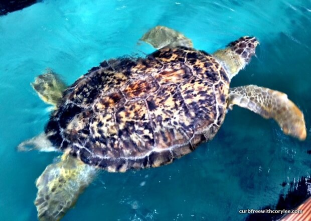 A Review of Gulf World Marine Park in Panama City, FL