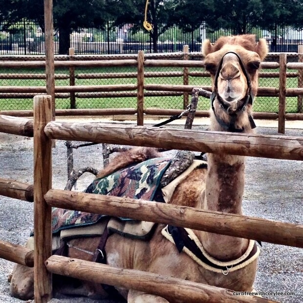 A Photo Essay of the Chattanooga Zoo