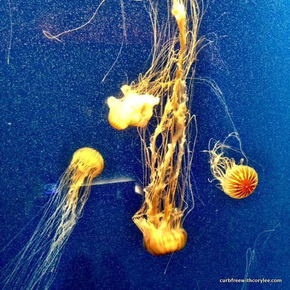 Going Behind the Seas at the Georgia Aquarium