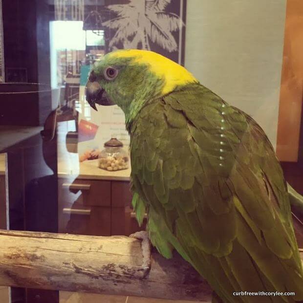 margaritaville hotel pigeon forge reviews