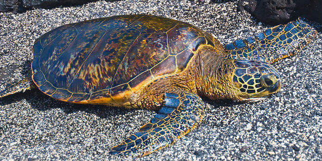 wheelchair accessible lombok indonesia
