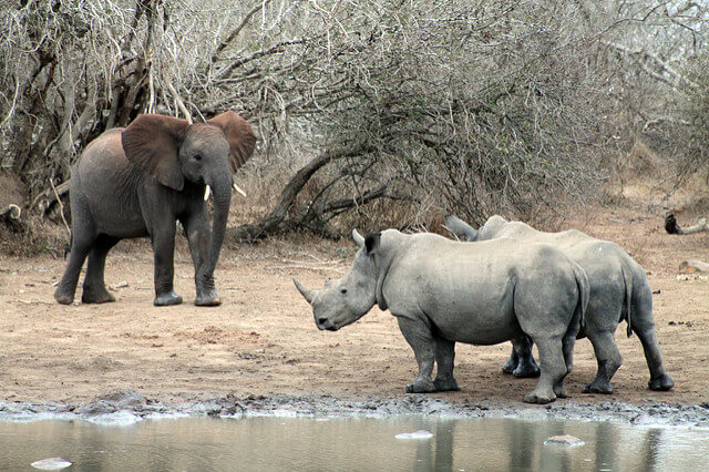 South African safari, wheelchair accessible, wheelchair accessible travel guide, wheelchair accessible safari, wheelchair accessible travel agency