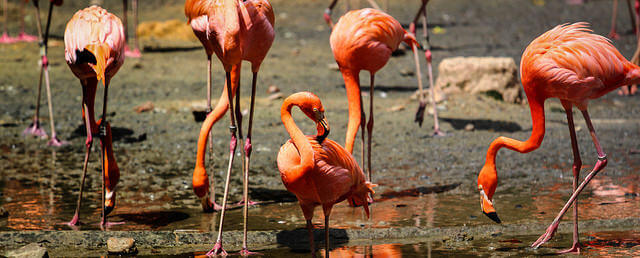 Image courtesy of _paVan_ via Flickr