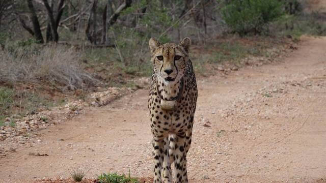 An 11 Day Itinerary for a South African Safari