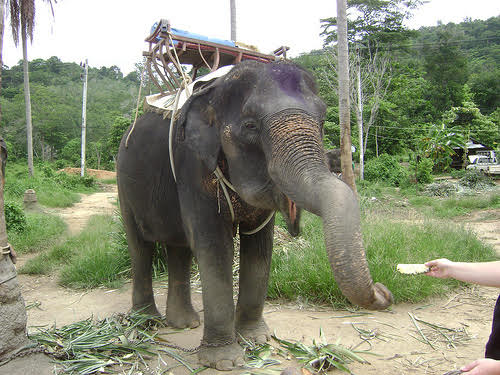 wheelchair accessible phuket thailand