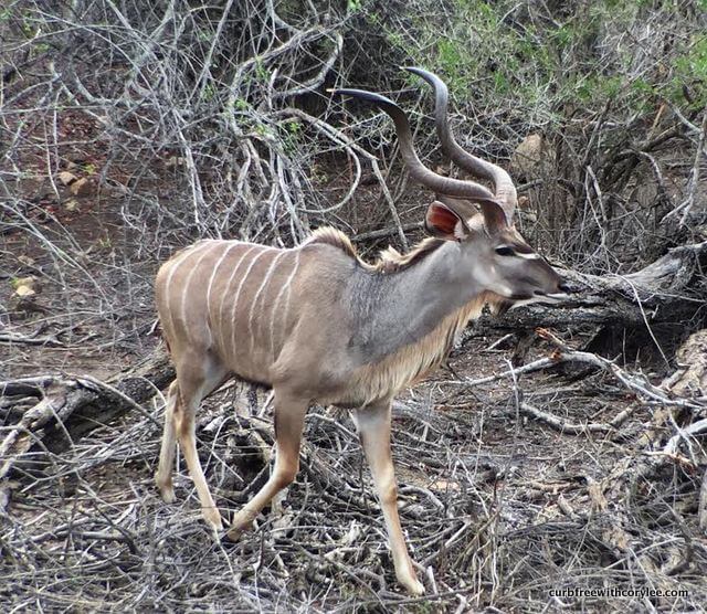Kudu, wheelchair accessible safari, disabled safari holiday, kruger national park south africa