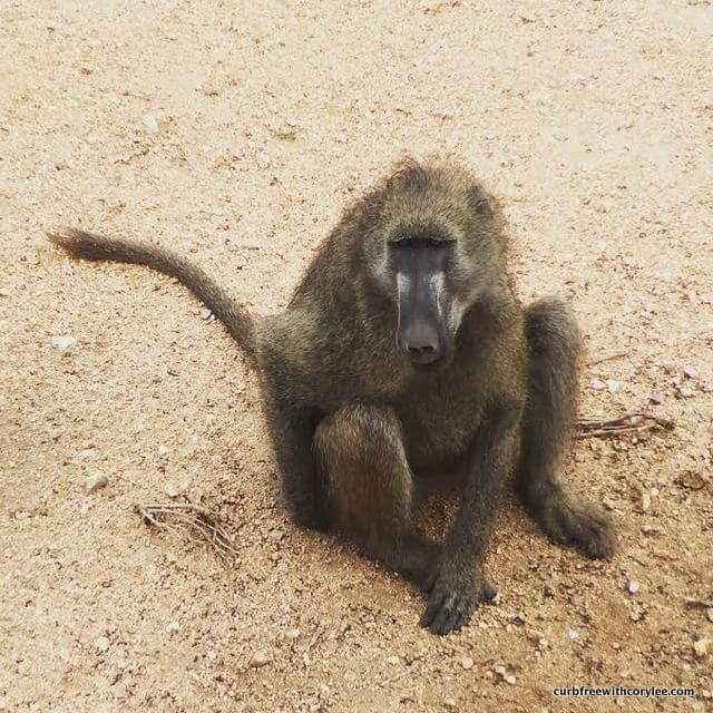 wheelchair accessible safari, disabled safari holiday, kruger national park south africa