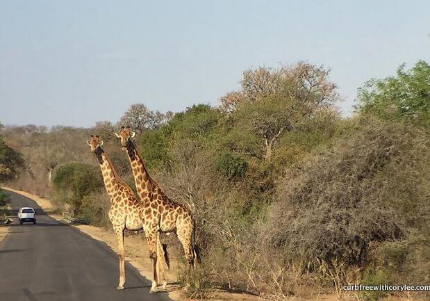 A Wheelchair Accessible Safari Guide to Kruger National Park
