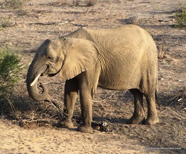 wheelchair accessible safari, disabled safari holiday, kruger national park south africa, elephant