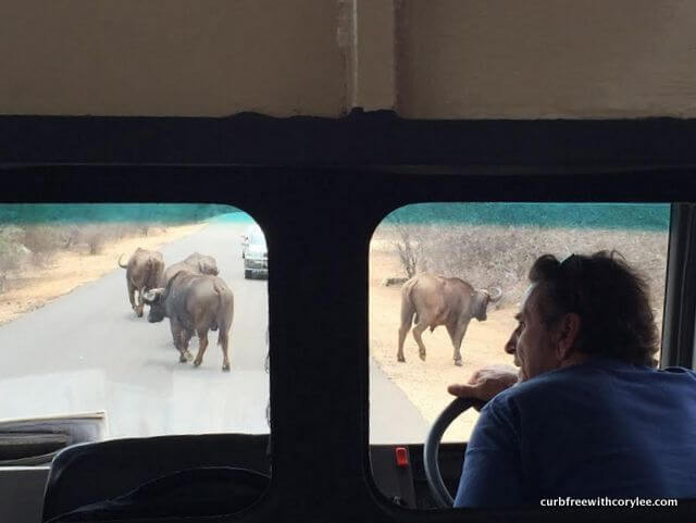 wheelchair accessible safari, disabled safari holiday, kruger national park south africa