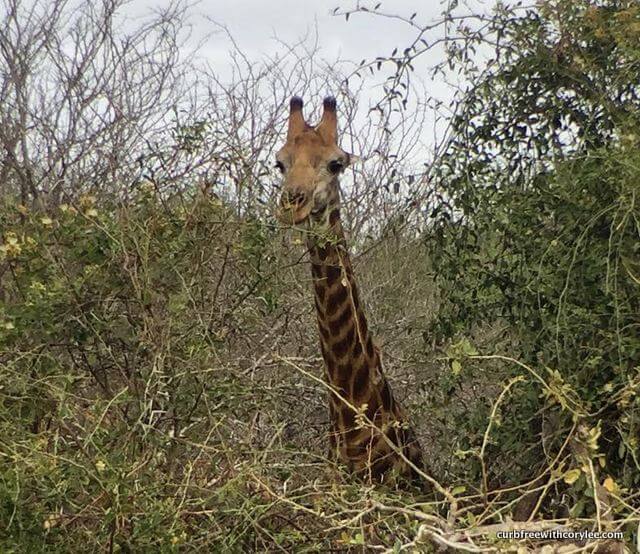 wheelchair accessible safari, disabled safari holiday, kruger national park south africa