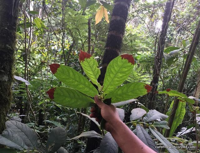 These red-tipped leaves can help with menstrual cramps.
