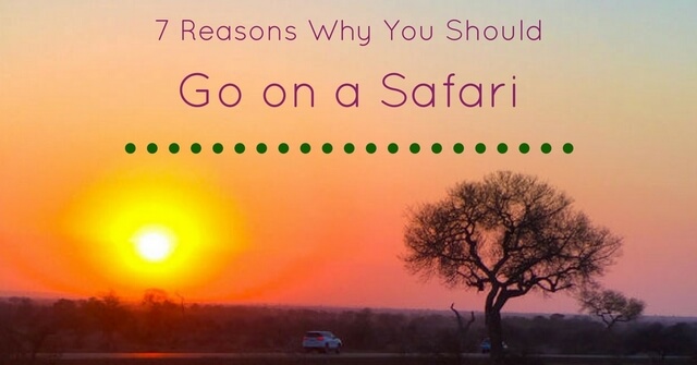 7 Reasons Why You Should Go on a South African Safari