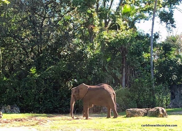 You can see elephants on the wheelchair accessible Kilimanjaro Safari