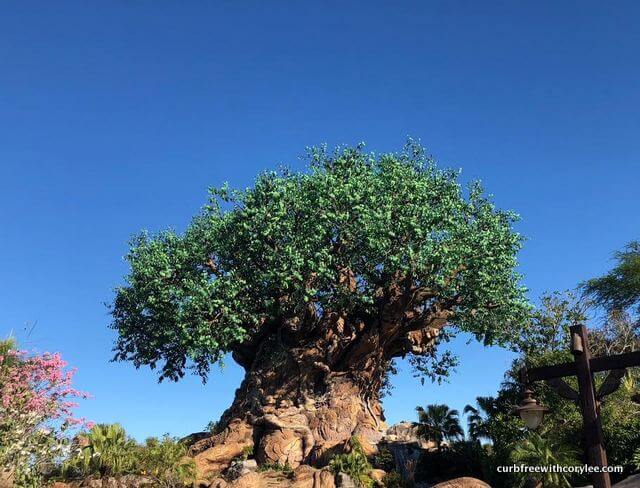 The Tree of Life at Animal Kingdom, Wheelchair accessible disney world, disney world wheelchair rental, disney disability pass, disney access pass, disney world accessibility