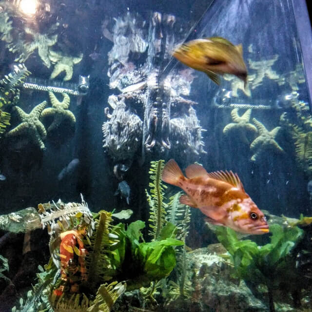 The octopus in the back looks ready to ink someone.