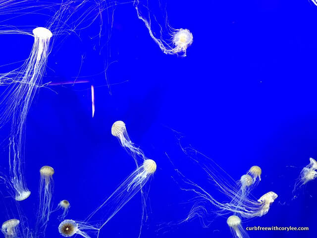  best wheelchair accessible Atlanta attractions, city pass atlanta, atlanta attractions, things to do in atlanta