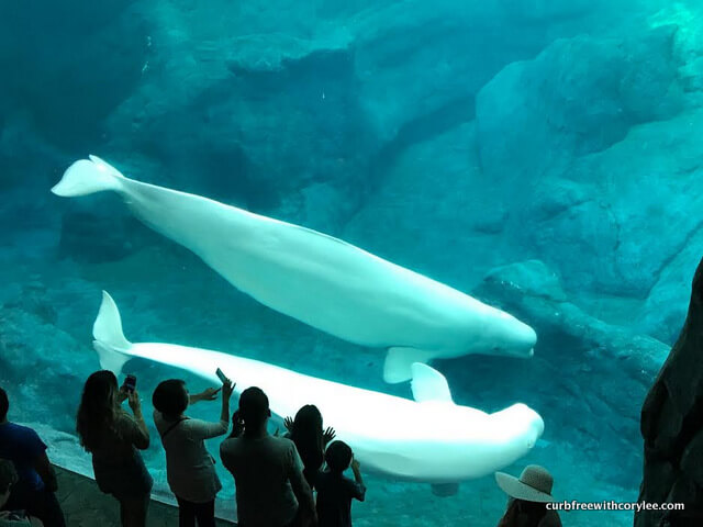  best wheelchair accessible Atlanta attractions, city pass atlanta, atlanta attractions, things to do in atlanta, atlanta zoo