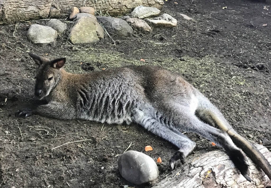  things to do in Grand Rapids MI