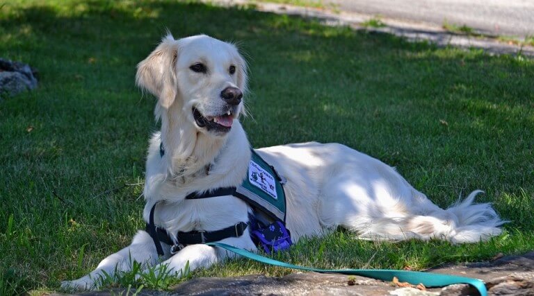 Traveling With Your Service Animal