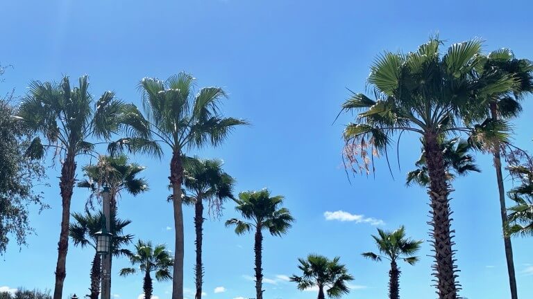 6 Wheelchair Accessible and Fun Things to Do in Kissimmee, Florida Outside of Disney World